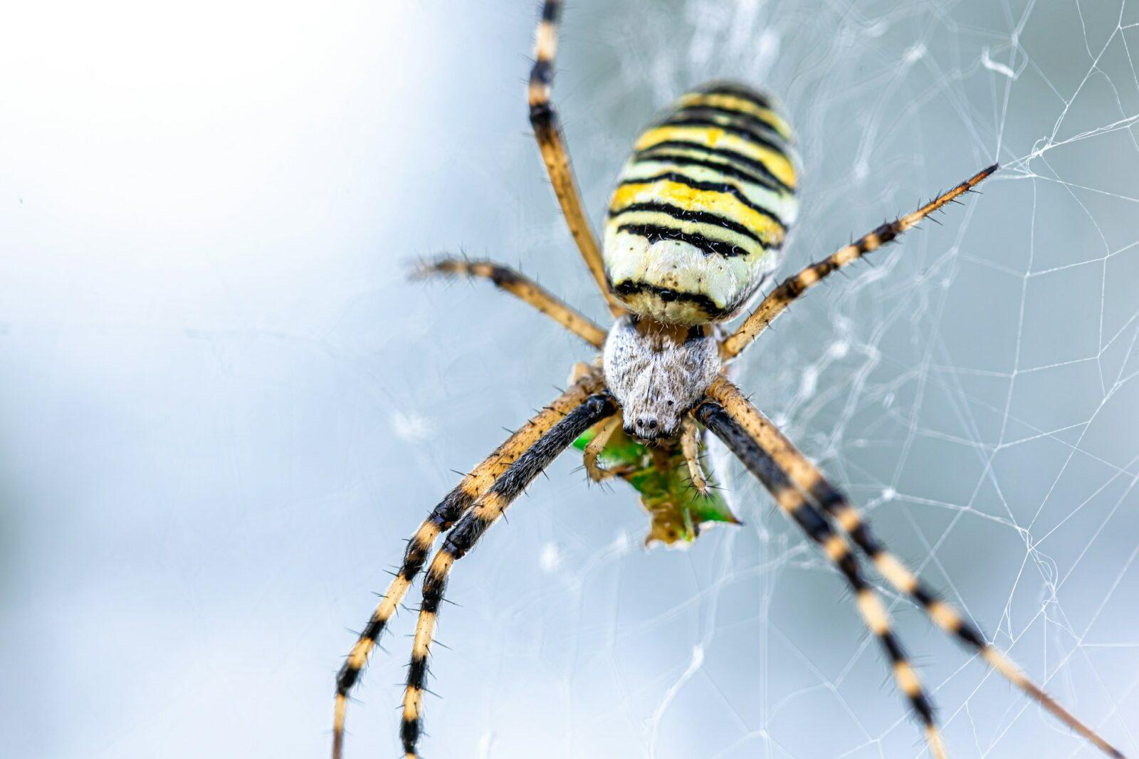 L'arachnophobie : comprendre et surmonter la peur des araignées ...